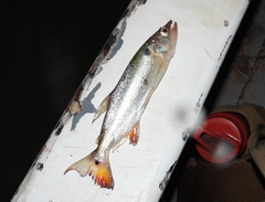 Acestrorhynchus pantaneiro