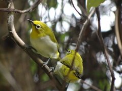 Zosterops palpebrosus