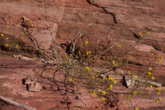 Gutierrezia californica