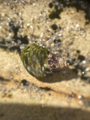 Littorina scutulata