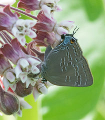 Satyrium caryaevorus