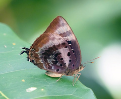 Arhopala micale amytis