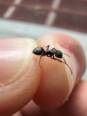 Dolichoderus bispinosus