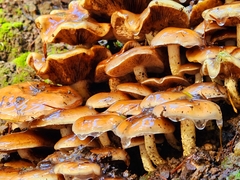 Pholiota velaglutinosa