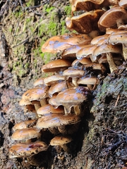 Pholiota velaglutinosa