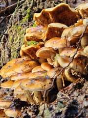 Pholiota velaglutinosa