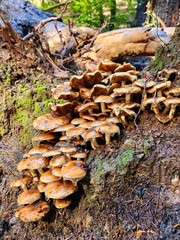 Pholiota velaglutinosa