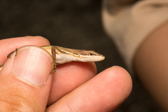 Takydromus viridipunctatus