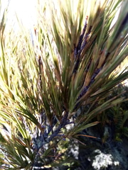 Dracophyllum