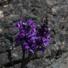 Linaria purpurea