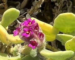 Abronia maritima