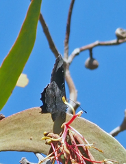 Ogyris abrota