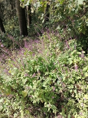 Salvia carnea