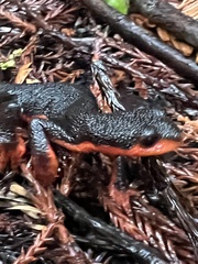 Taricha rivularis
