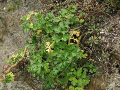 Apium prostratum filiforme