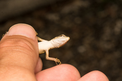 Takydromus viridipunctatus