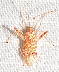 Phytocoris depictus