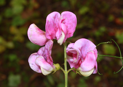 Lathyrus latifolius