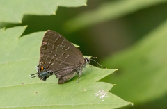 Satyrium caryaevorus