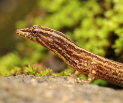Sphaerodactylus graptolaemus