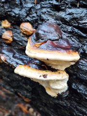 Fomitopsis