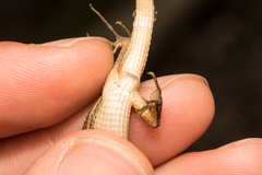 Takydromus viridipunctatus