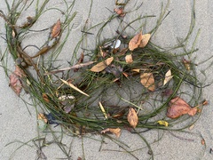 Phyllospadix torreyi