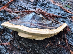 Fomitopsis