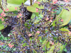 Jacaranda mimosifolia