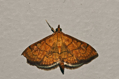 Ecpyrrhorrhoe rubiginalis