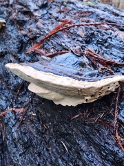 Fomitopsis