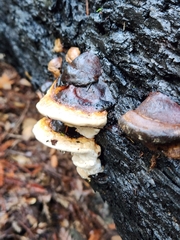 Fomitopsis