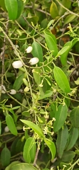Vallesia glabra