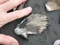 Pecten novaezelandiae