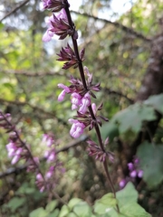 Salvia carnea