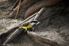 Pitangus sulphuratus