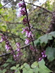 Salvia carnea