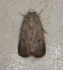 Proteuxoa hypochalchis