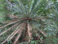 Cycas nathorstii