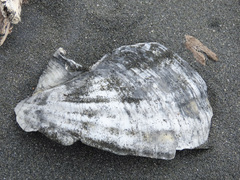 Pecten novaezelandiae