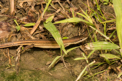 Takydromus viridipunctatus