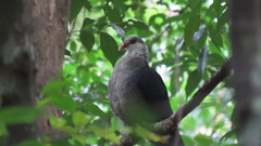 Columba leucomela