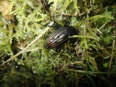Carabus melancholicus