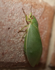 Cystosoma saundersii