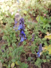 Salvia helianthemifolia
