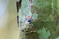 Dindymus semirufus