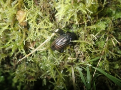Carabus melancholicus