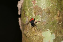 Dindymus semirufus