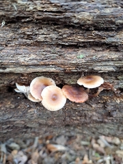 Collybia eucalyptorum