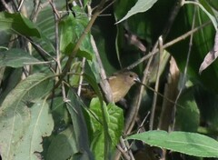 Sporophila nigricollis